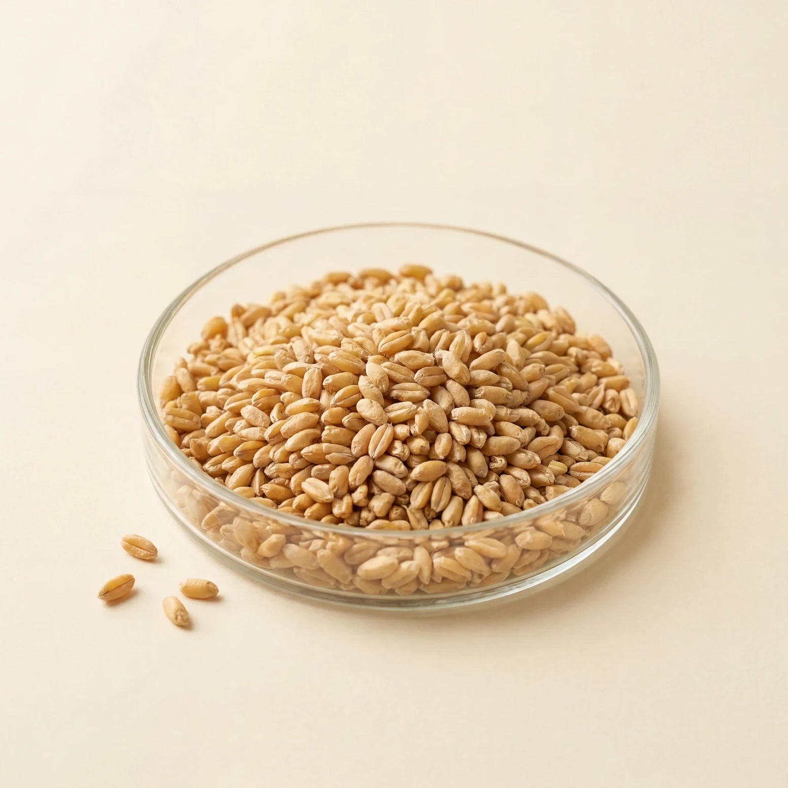 Golden wheat grains in a glass dish on a cream ground.